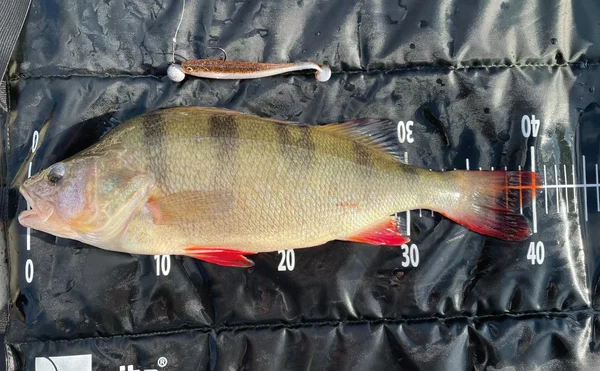 Gummifisch Zanderangeln 5 Stück Gummiköder Inzite Shad 12cm Liquid Oil_auswahl6
