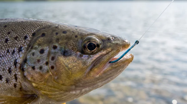 Premium Owner Vorfachhaken Forelle Größe 10# mit Fluorocarbon Schnur 10 STK Angelfertig montiert_auswahl5