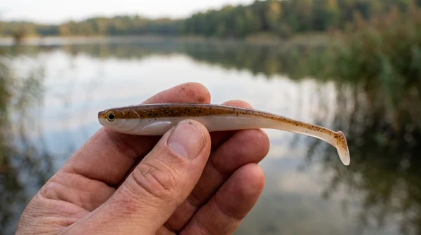 Inzite Shad Classic Brownie 15,5 cm – Gummifisch für Zander & Hecht, 4 Stück_auswahl5
