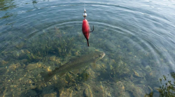 Zite Fishing Big Bug Starterset - 32 Gummiköder Käferimitate mit Premium Tungsten Pro Sharp Jighaken in Metallic #4 Fore_auswahl5