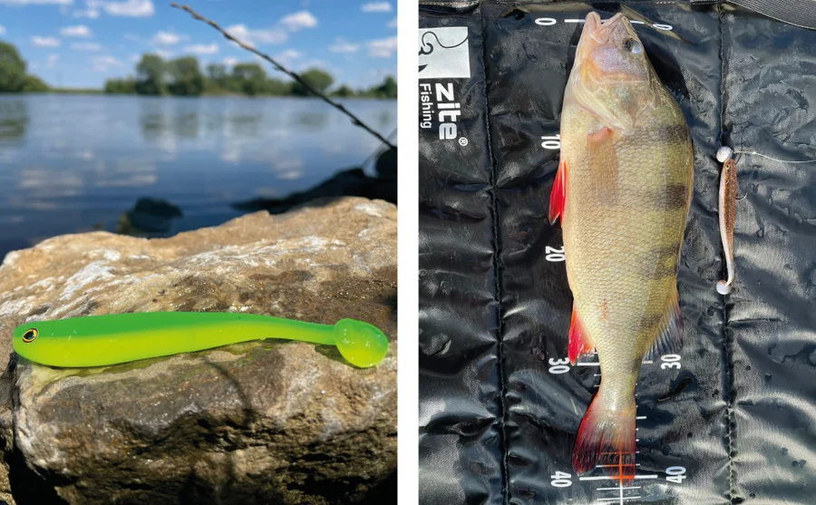 Inzite Shad Zander Gummiköder 12 cm 5 Stück Tüte Lime Bomb - Unser Gummifisch im Outdooreinsatz