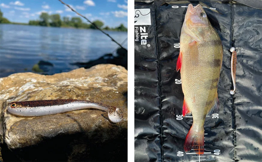 Zite Fishing Inzite Shad Gummifisch Lightning Perch 12 cm - Unsere Inzite Shads im Outdooreinsatz