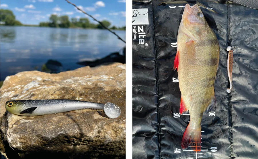 Zite Fishing Gummifisch golden voltage 15 Stück - Unser Gummifisch im Outdooreinstaz