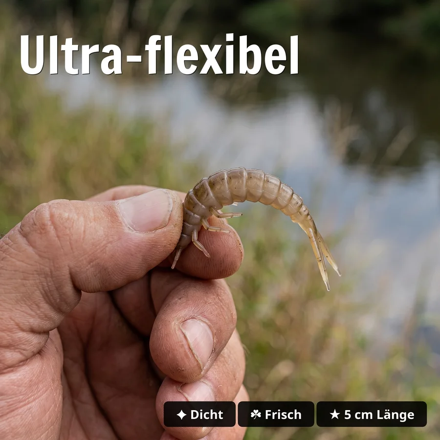 Attracta Grub Natur Mix Käse Forellenköder 5 cm Larvenimitat 8 Stück - Ultra-flexibel