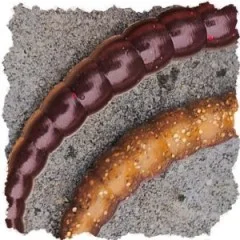 Zite Fishing Curly Viper Natur Mix Käse 6,5 cm Rotationsköder für Forelle 8 Stück - Unauffällige Farbvarianten