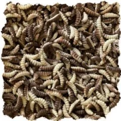 Zite Fishing Mighty Mag Natur Mix Floating Edition Knoblauch 2,8 cm 12 Stück - Nachhaltige Produktion