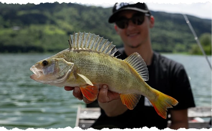 Zite Fishing Drop Shot Ready Rig #L mit 14g Blei, DS Haken & Fluorocarbon-Coated Vorfach-Schnur als Fertigmontage - Unsere Drop Shot Rigs im Outdoor-Einsatz