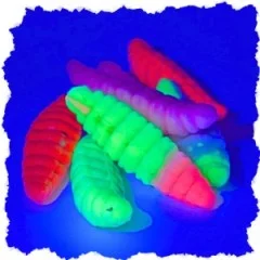 Zite Fishing Attracta Larv Passiv Starterset mit Bodentaster, Vorfachhaken, Karabinerwirbel und Gummiperlen Grundangeln  - Auffällige UV-Farben für bessere Wahrnehmung
