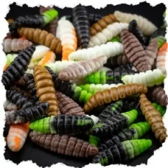 Zite Fishing Attracta Larv Passiv Starterset mit Bodentaster, Vorfachhaken, Karabinerwirbel und Gummiperlen Grundangeln  - Farbvielfalt für gezielte Anpassung