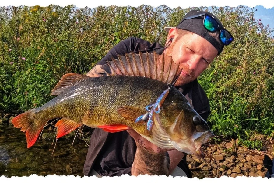 Inzite Pro Stick Perch 225 cm Spinnrute Barsch 5-20g Barschrute - Unsere Inzite Pro Stick Serie im Einsatz