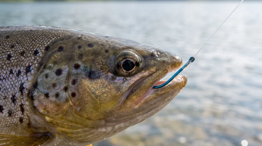 Premium Owner Vorfachhaken Forelle Größe 10# mit Fluorocarbon Schnur 10 STK Angelfertig montiert - Bereit für jeden Forellensee