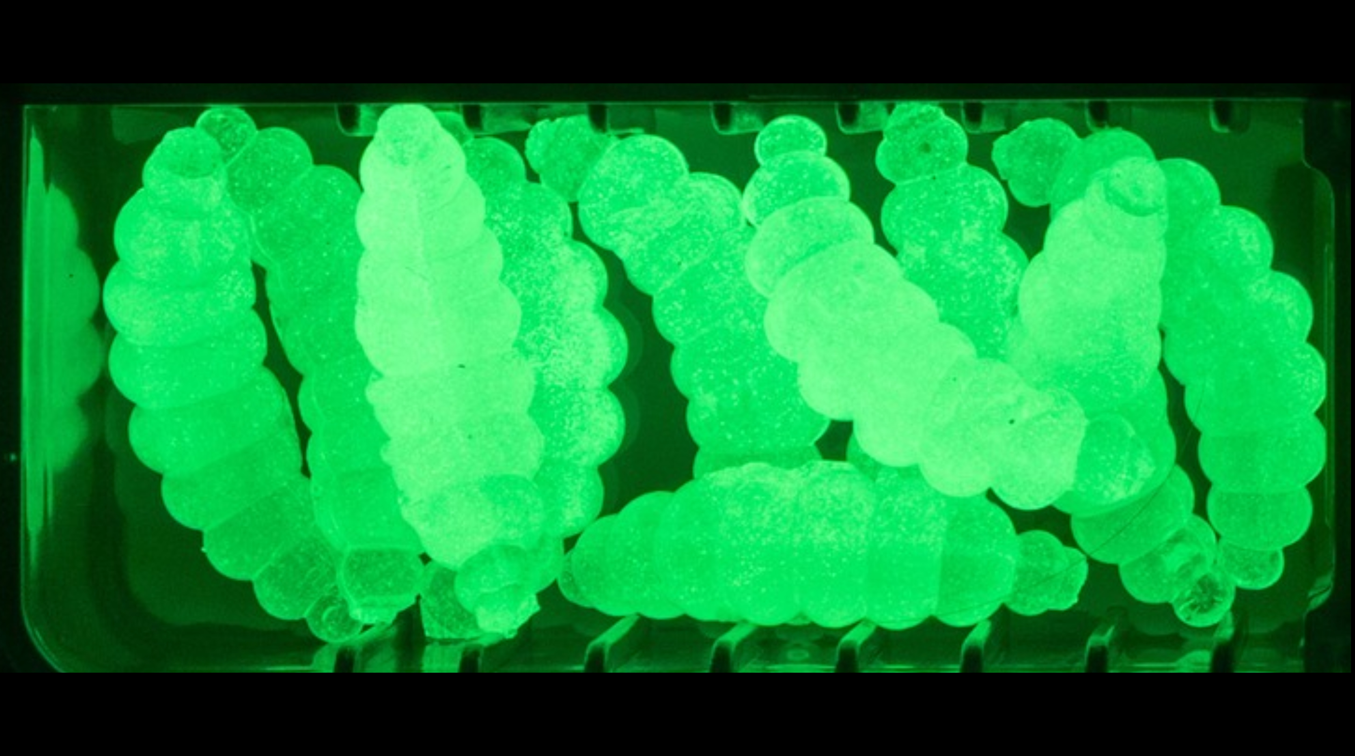 Mighty Mag Special Glow Edition Knoblauch 2,8 cm – 12 Stück Forellen Gummiköder Bienenmade UV-aktiv - UV-Farbe und Knoblauch-Flavour