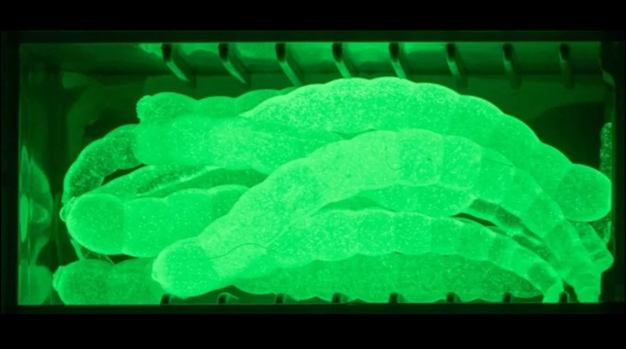 Curly Viper Glow Knoblauch 6,5 cm 8 Stück – Forellen Gummiköder UV-aktiv - UV-Farbe und Knoblauch-Flavour